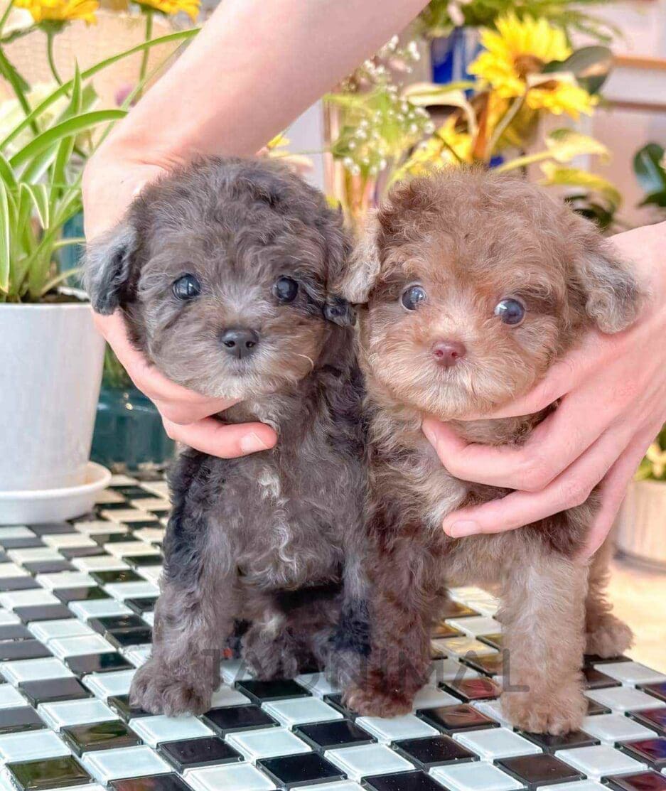 Poodle puppy for sale, dog for sale at Tagnimal