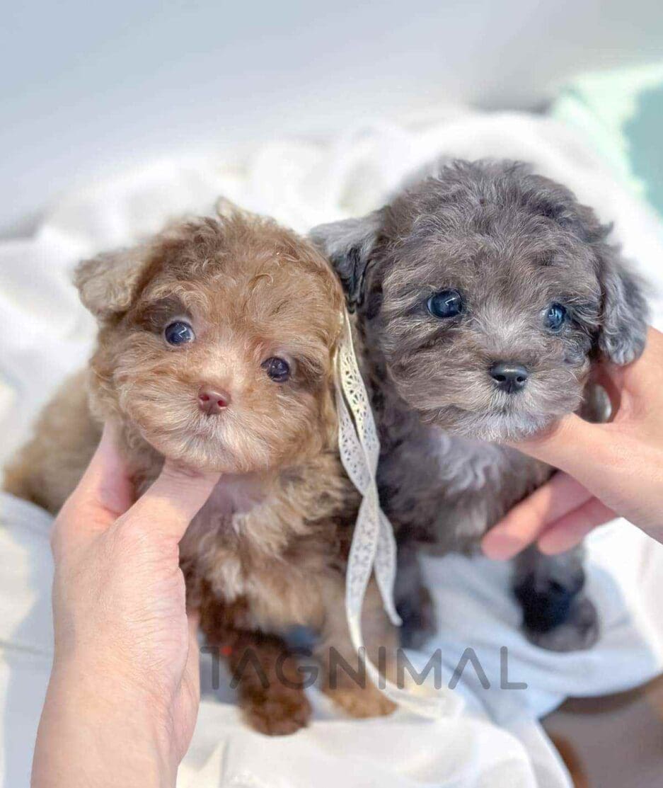 Poodle puppy for sale, dog for sale at Tagnimal