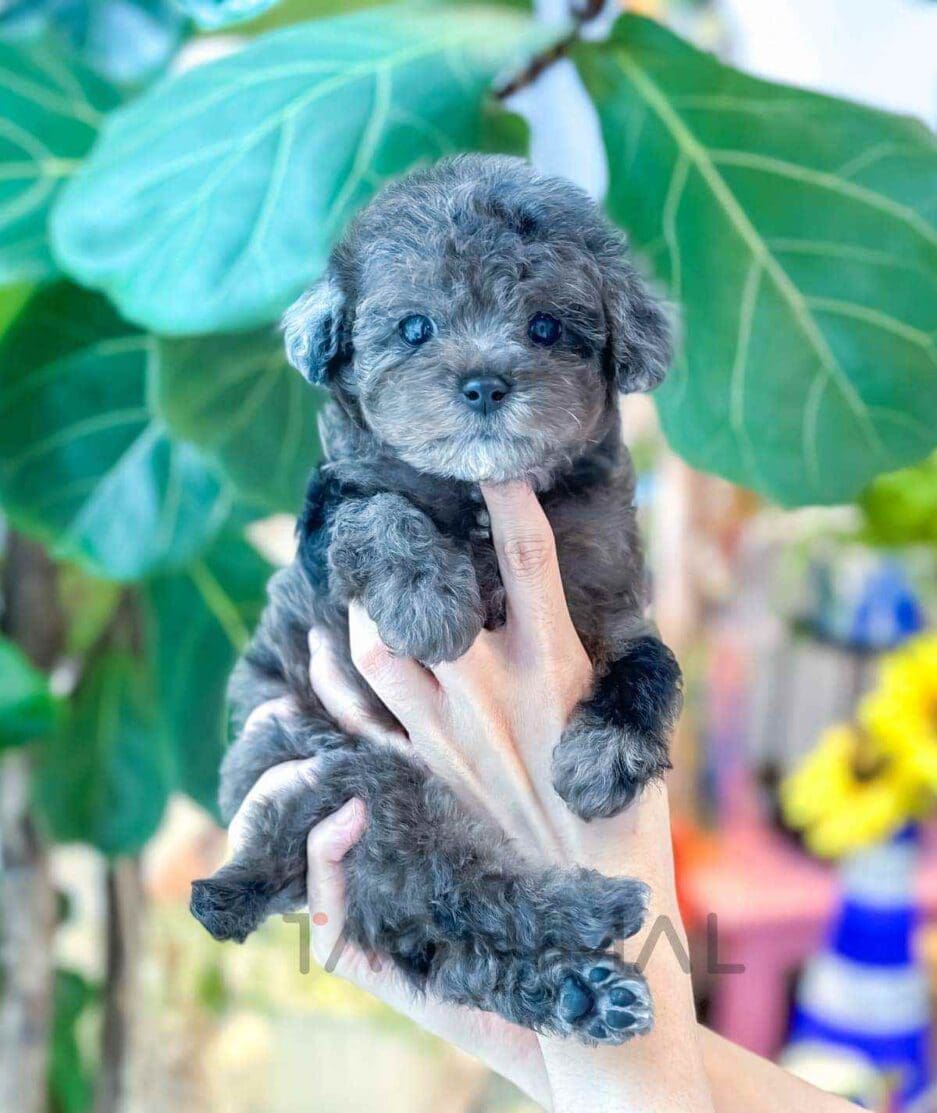 Poodle puppy for sale, dog for sale at Tagnimal