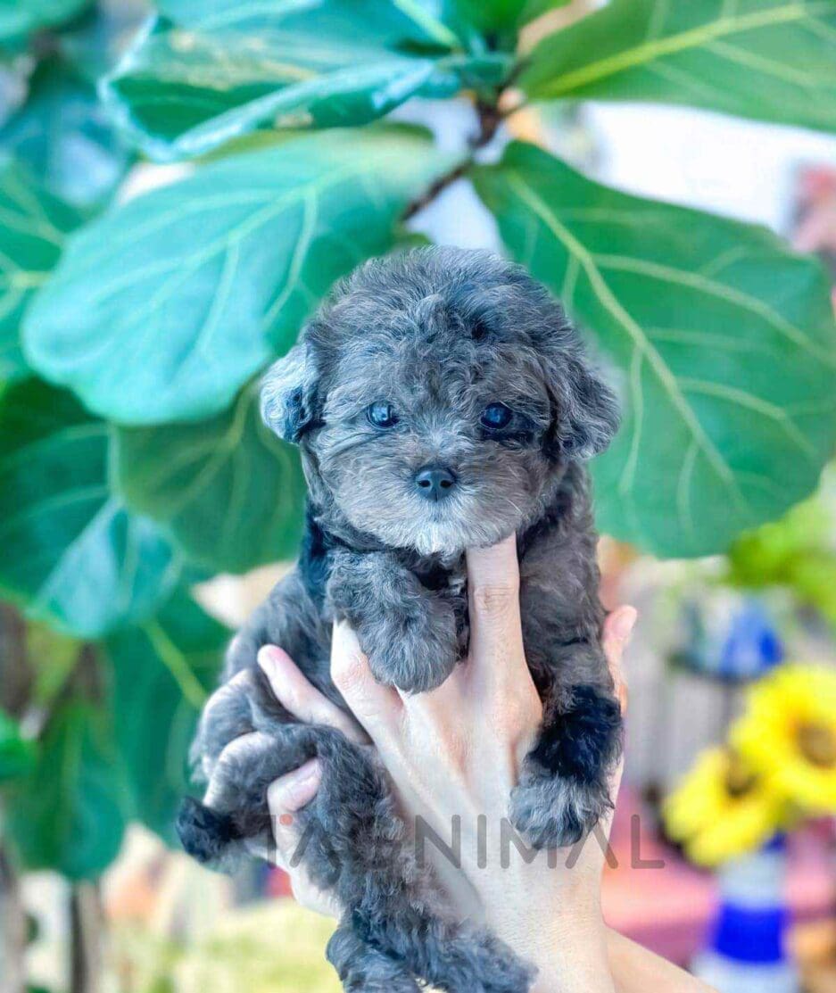 Poodle puppy for sale, dog for sale at Tagnimal