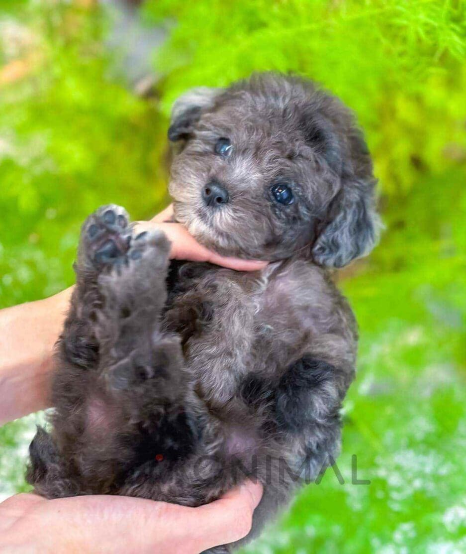 Poodle puppy for sale, dog for sale at Tagnimal