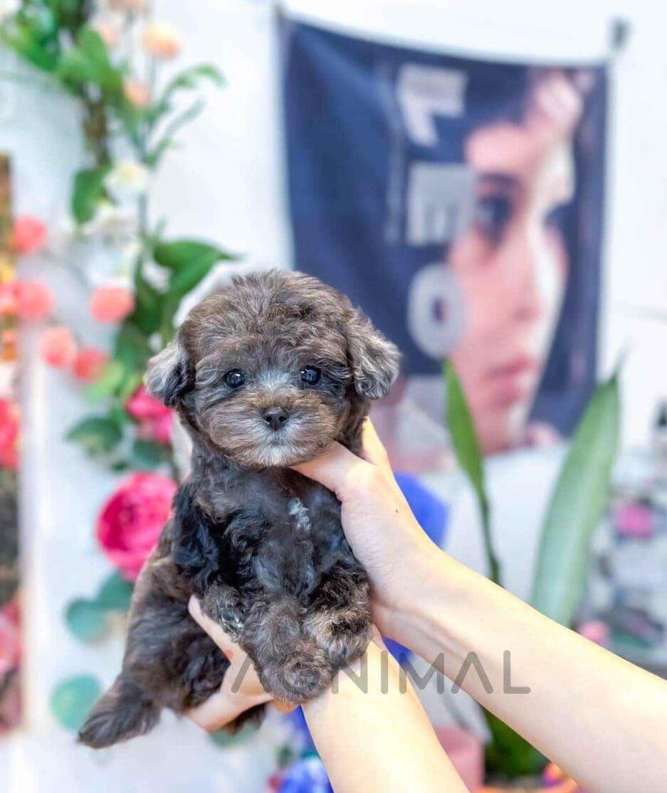 Poodle puppy for sale, dog for sale at Tagnimal