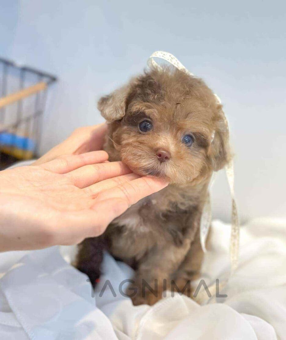 Poodle puppy for sale, dog for sale at Tagnimal