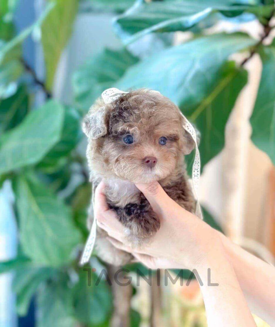 Poodle puppy for sale, dog for sale at Tagnimal