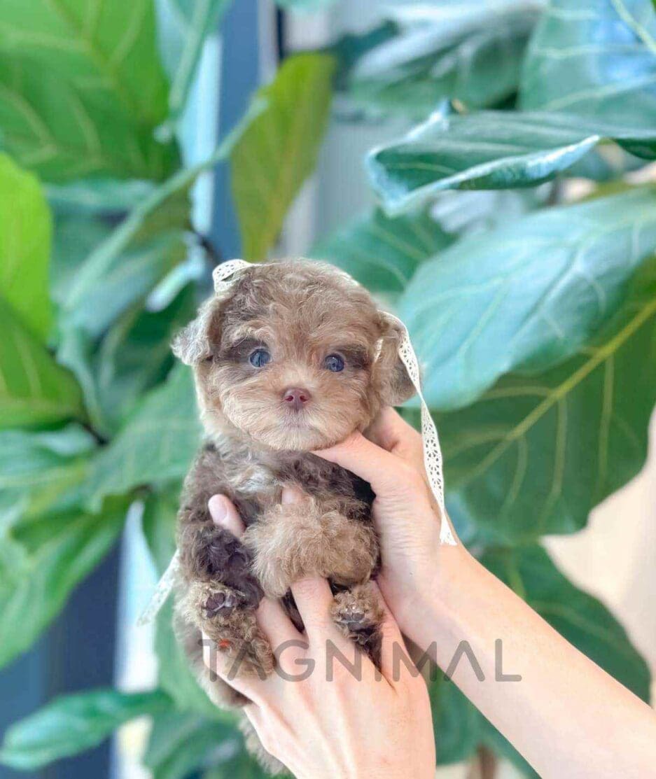 Poodle puppy for sale, dog for sale at Tagnimal