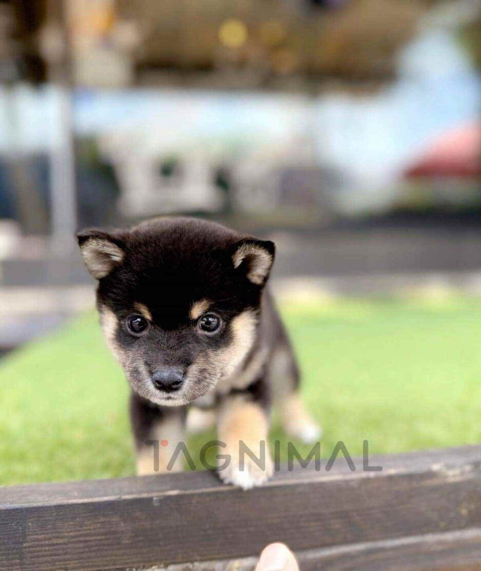 Shiba Inu puppy for sale, dog for sale at Tagnimal