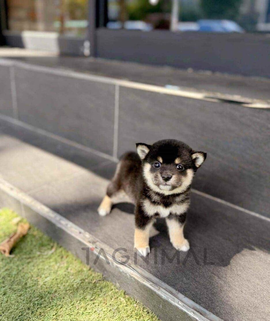 Shiba Inu puppy for sale, dog for sale at Tagnimal