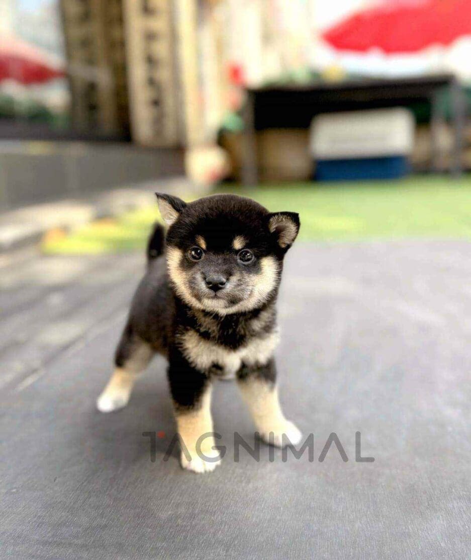 Shiba Inu puppy for sale, dog for sale at Tagnimal