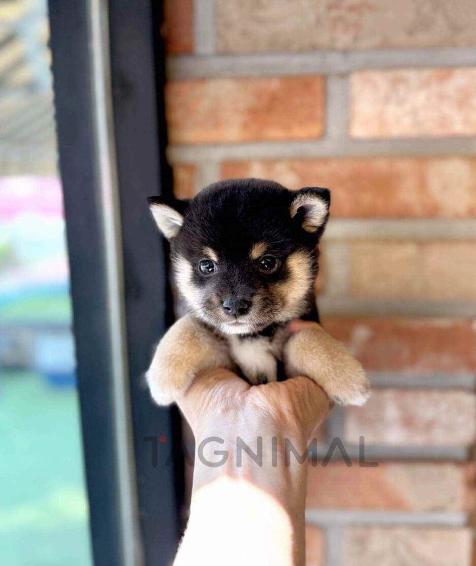 Shiba Inu puppy for sale, dog for sale at Tagnimal