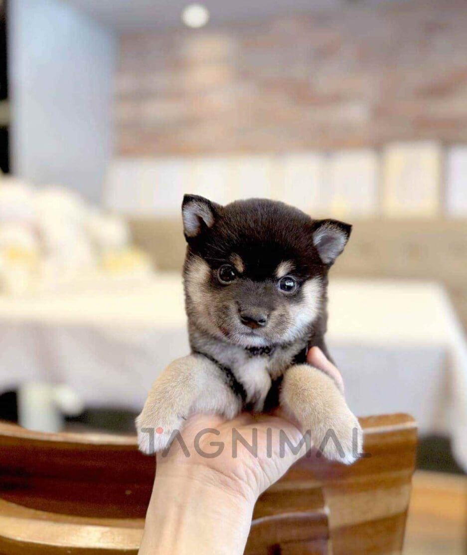 Shiba Inu puppy for sale, dog for sale at Tagnimal