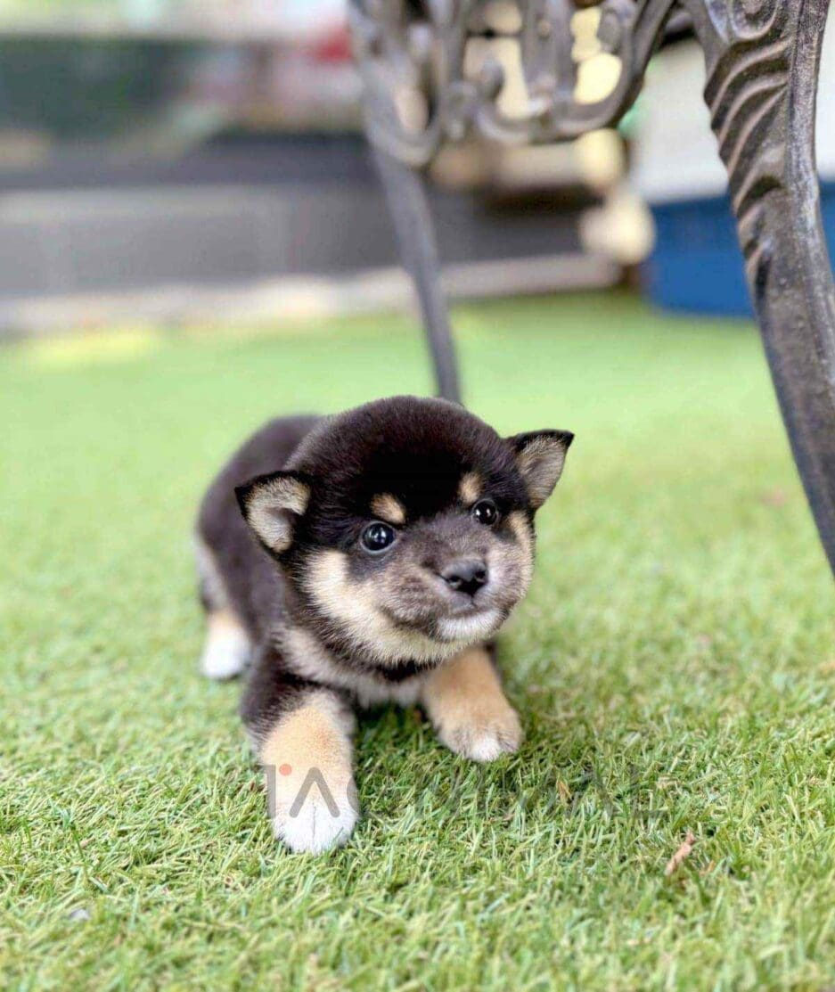 Shiba Inu puppy for sale, dog for sale at Tagnimal