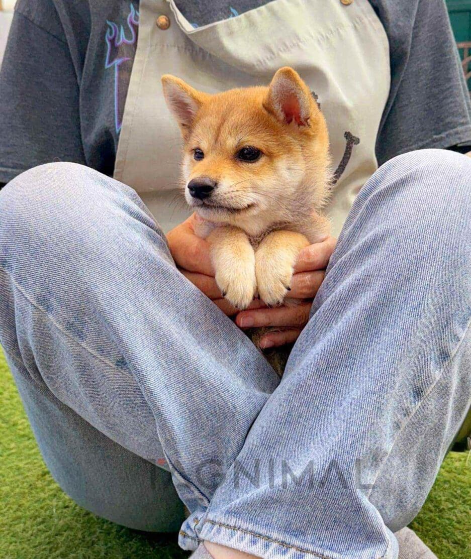 Shiba Inu puppy for sale, dog for sale at Tagnimal