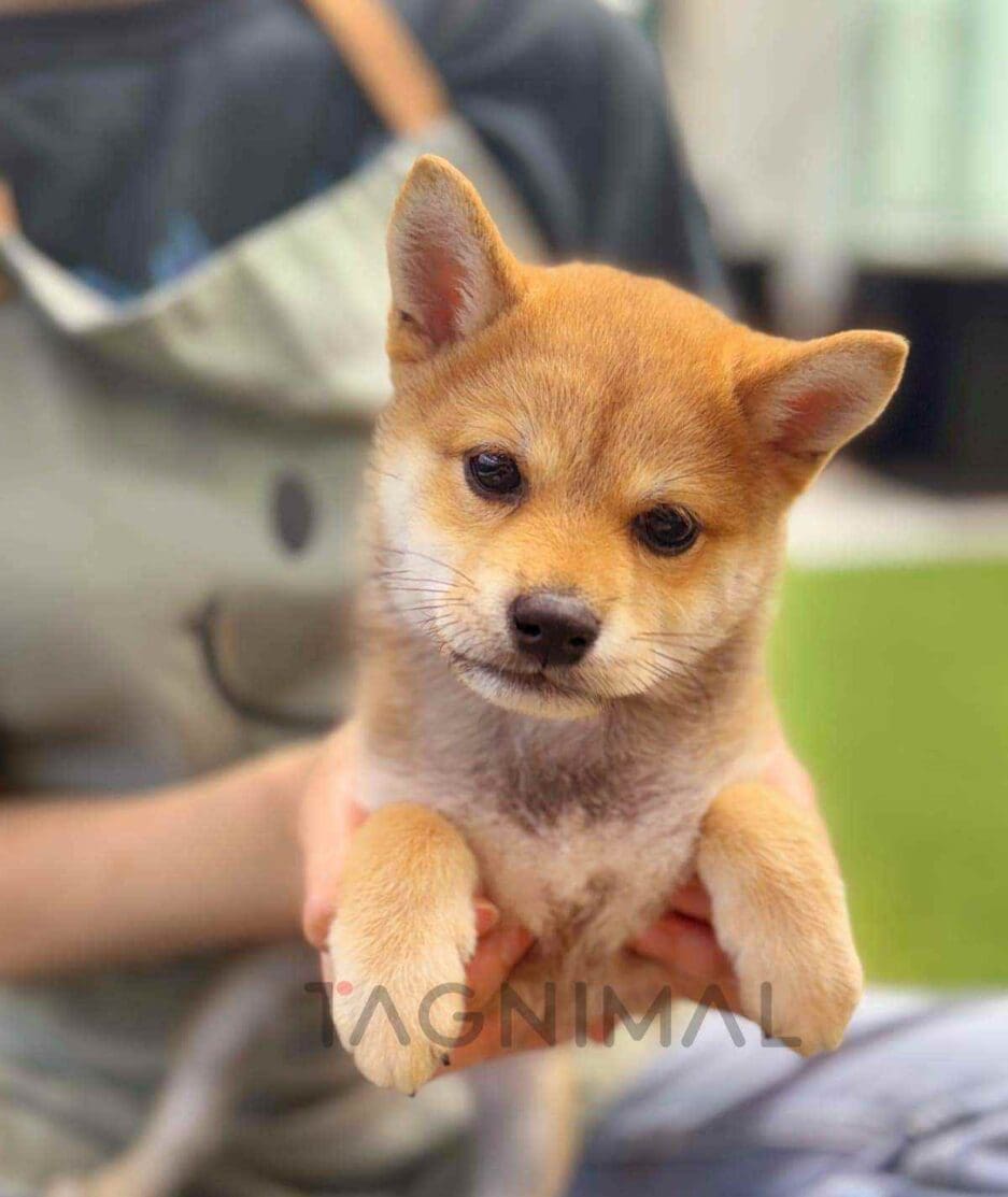 Shiba Inu puppy for sale, dog for sale at Tagnimal