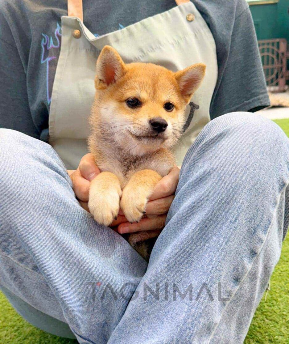 Shiba Inu puppy for sale, dog for sale at Tagnimal