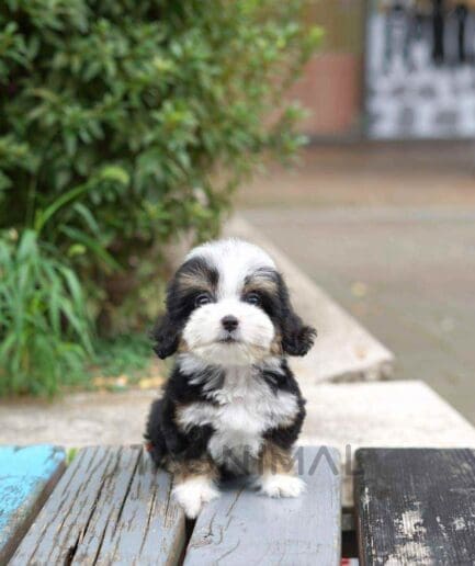 Bernedoodle puppy for sale, dog for sale at Tagnimal