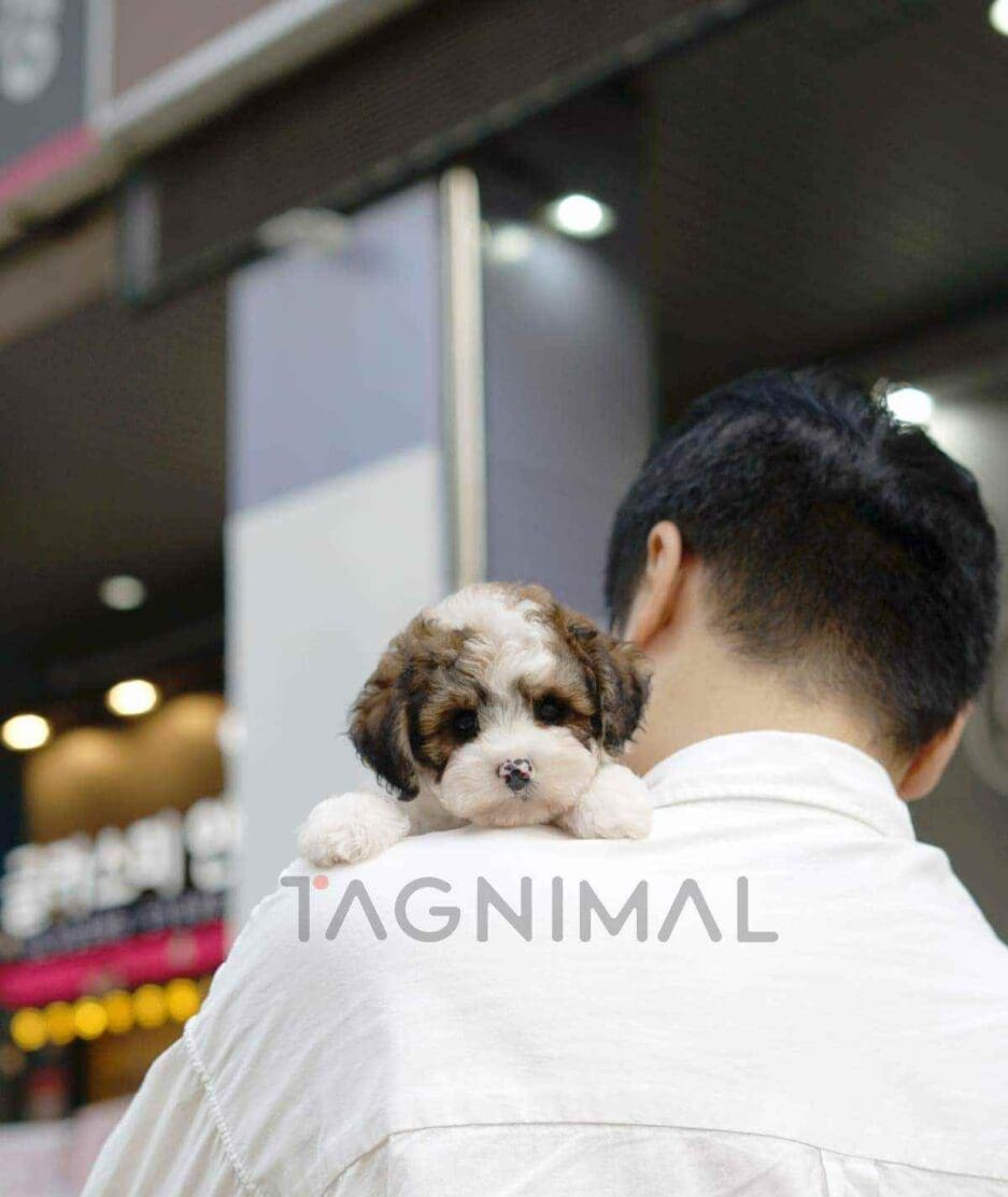 Bernedoodle puppy for sale, dog for sale at Tagnimal