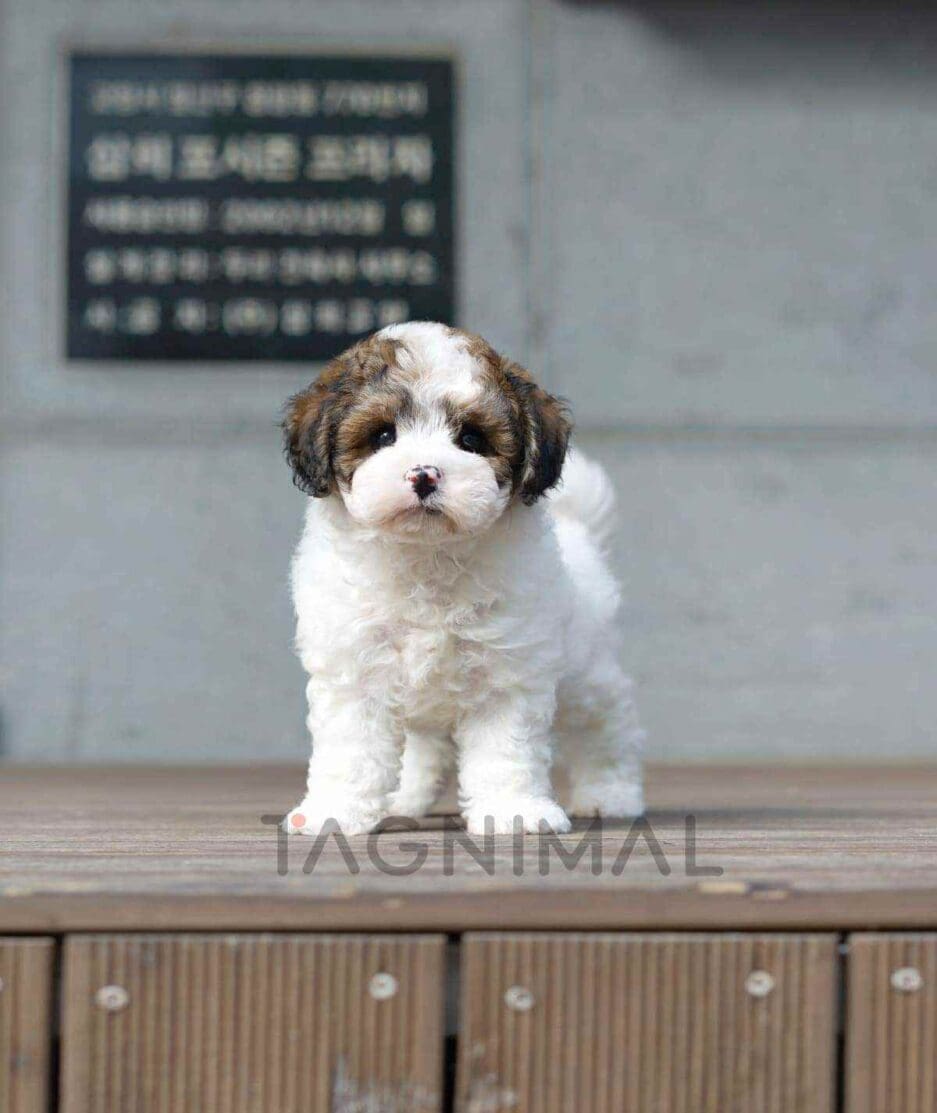 Bernedoodle puppy for sale, dog for sale at Tagnimal