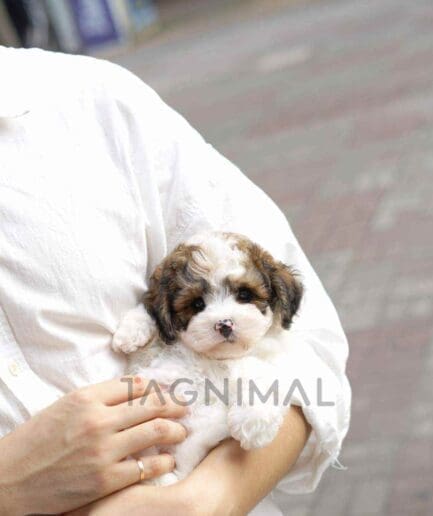 Bernedoodle puppy for sale, dog for sale at Tagnimal