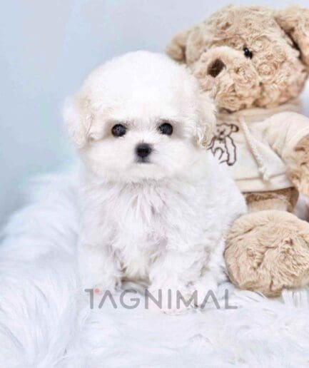 Bichon puppy for sale, dog for sale at Tagnimal