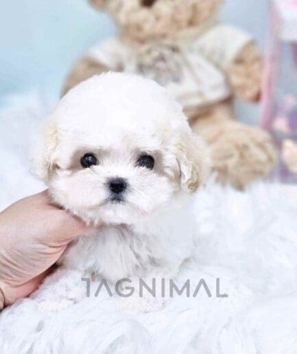 Bichon puppy for sale, dog for sale at Tagnimal