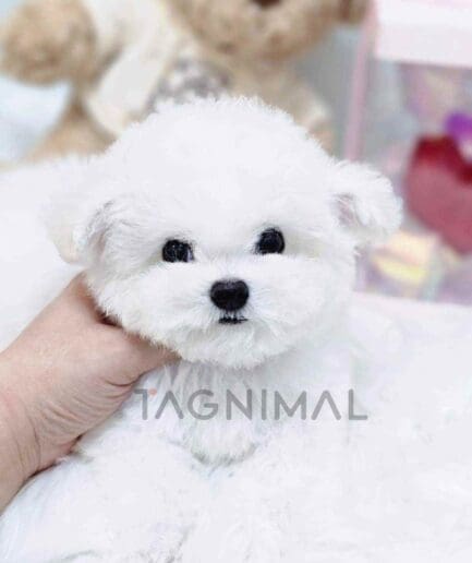 Bichon puppy for sale, dog for sale at Tagnimal