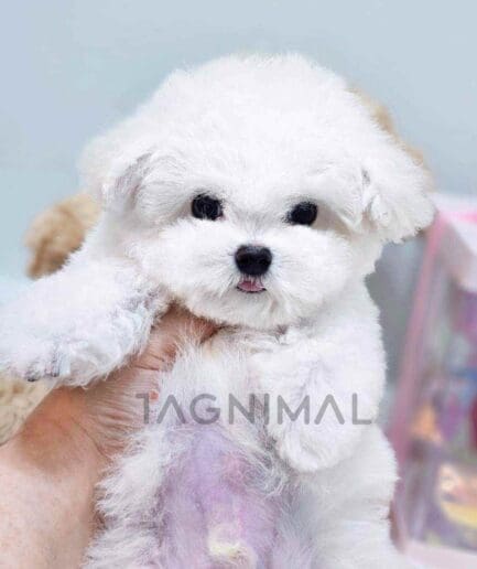 Bichon puppy for sale, dog for sale at Tagnimal