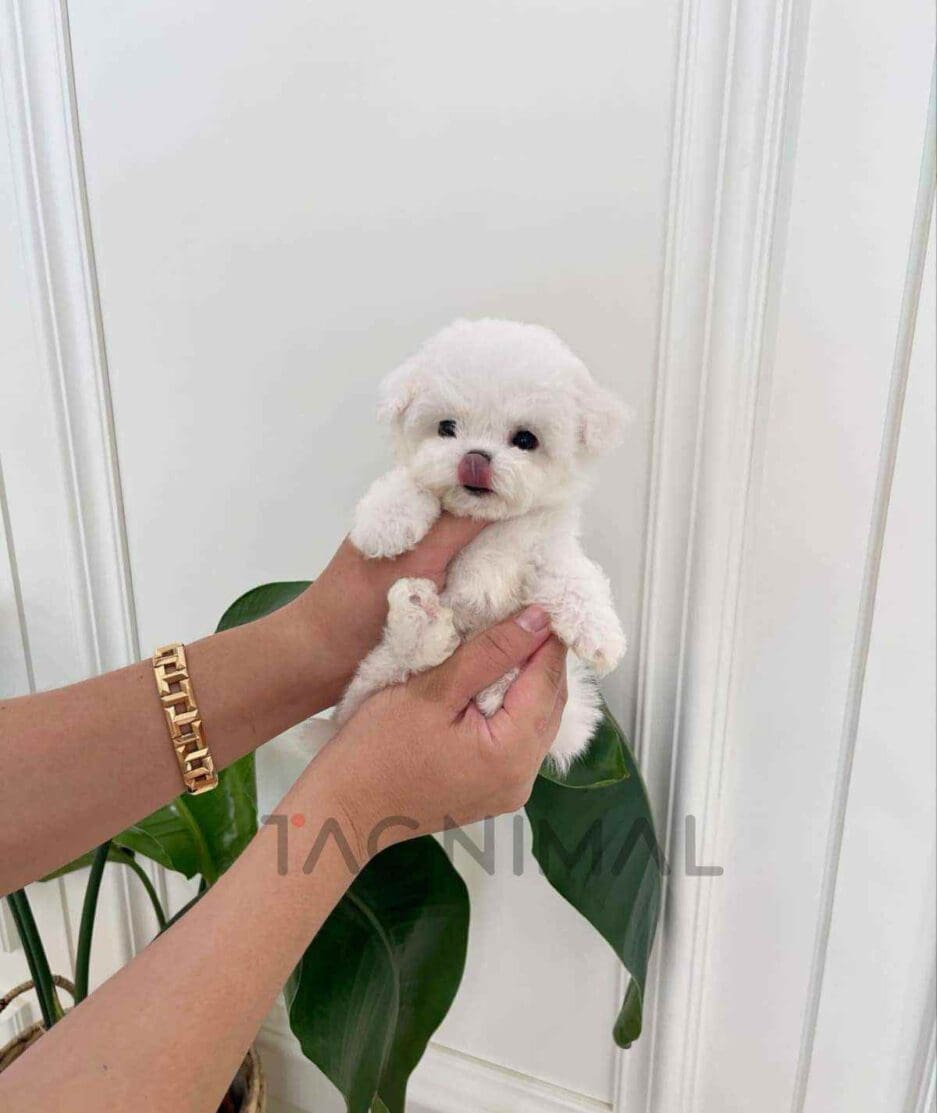 Bichon puppy for sale, dog for sale at Tagnimal