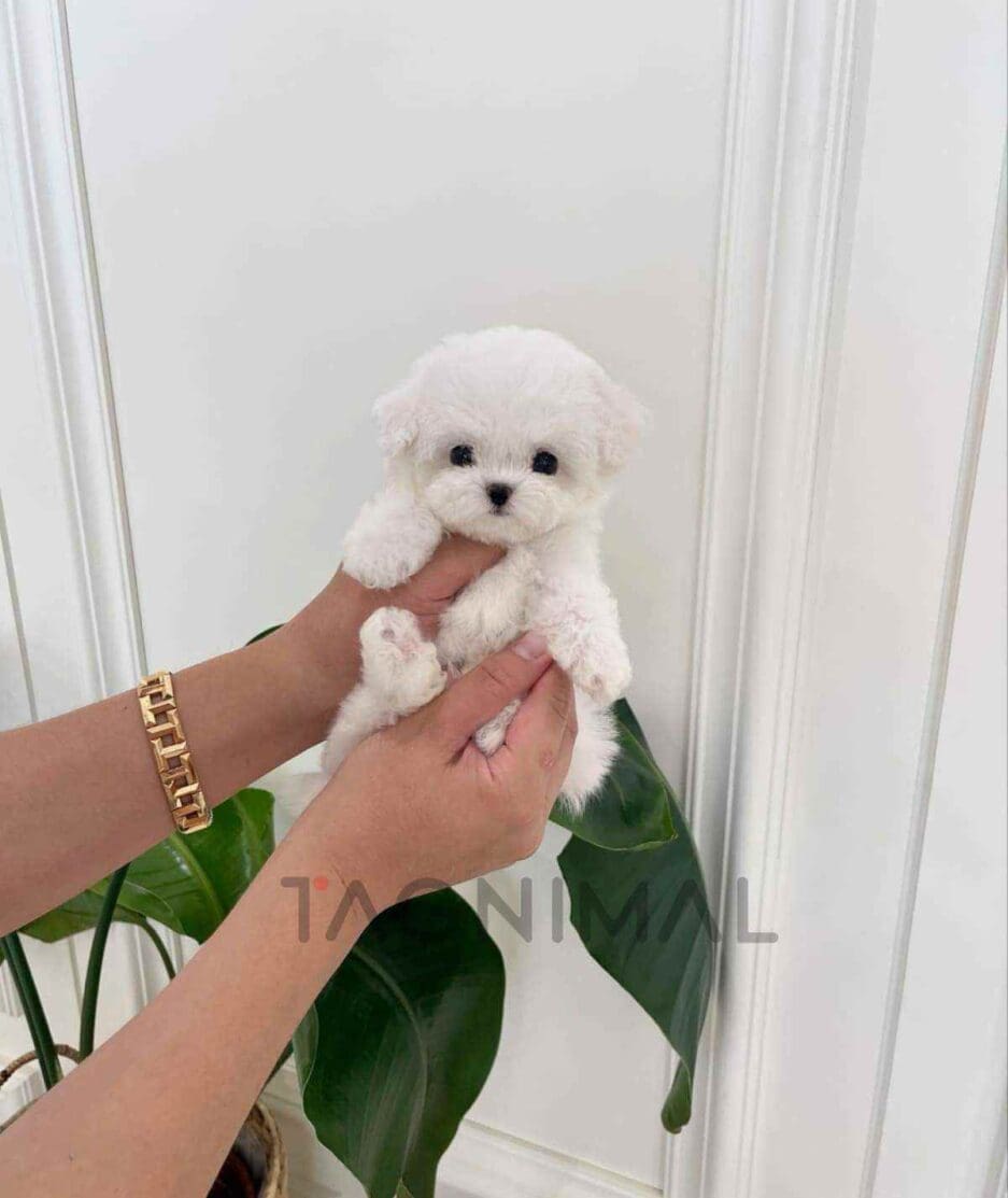 Bichon puppy for sale, dog for sale at Tagnimal