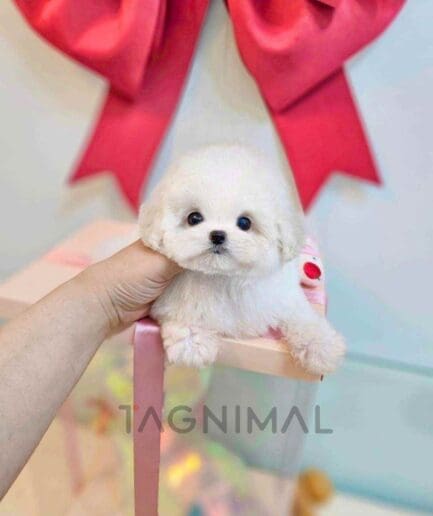 Bichon puppy for sale, dog for sale at Tagnimal