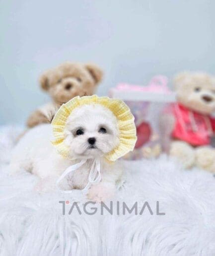 Bichon puppy for sale, dog for sale at Tagnimal