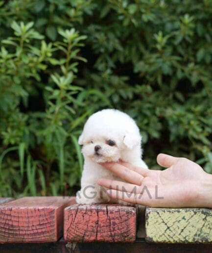 Bichon puppy for sale, dog for sale at Tagnimal