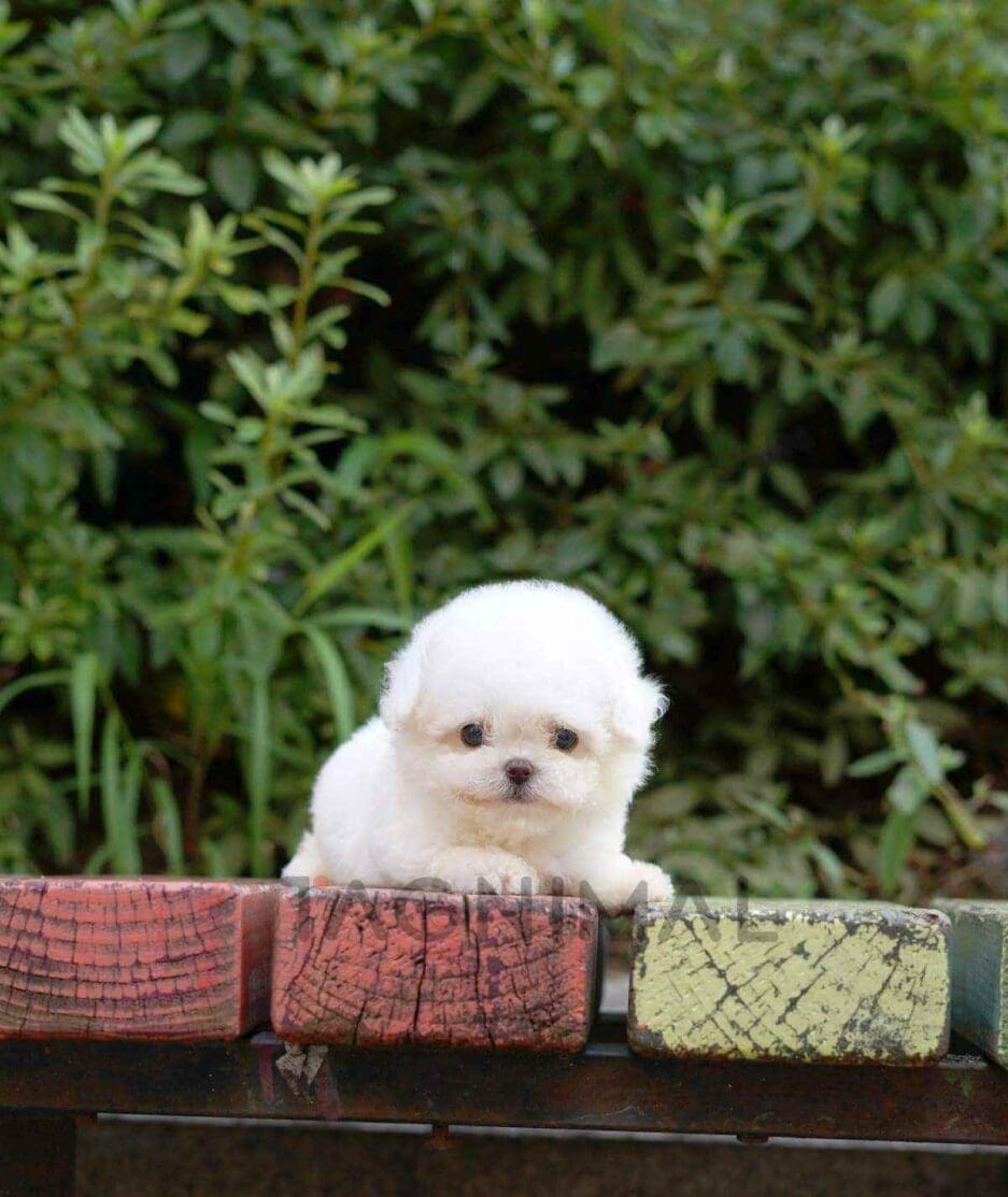 Bichon puppy for sale, dog for sale at Tagnimal