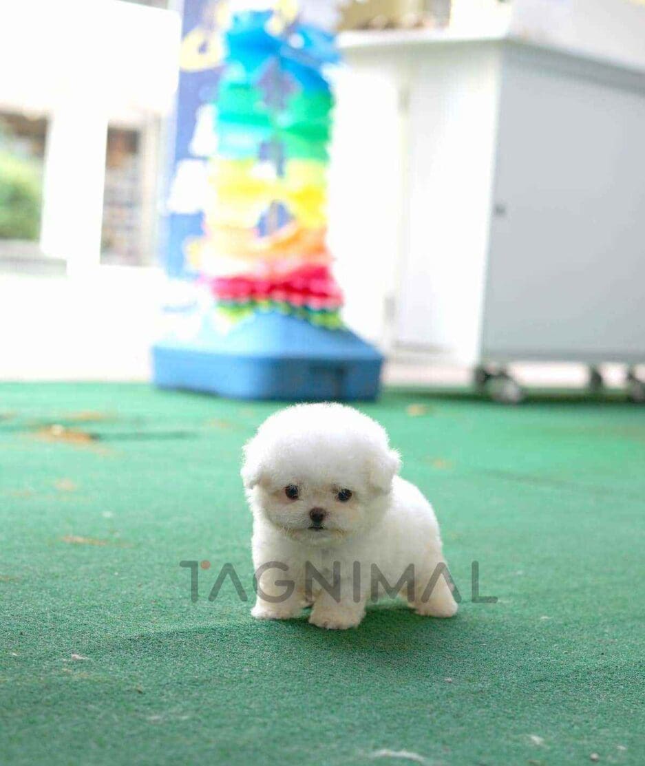 Bichon puppy for sale, dog for sale at Tagnimal