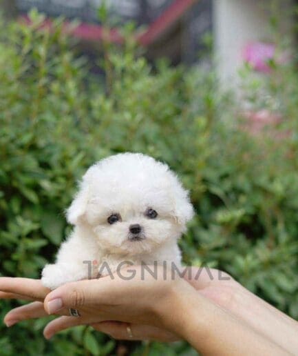 Bichon puppy for sale, dog for sale at Tagnimal