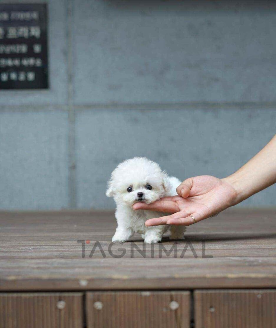 Bichon puppy for sale, dog for sale at Tagnimal