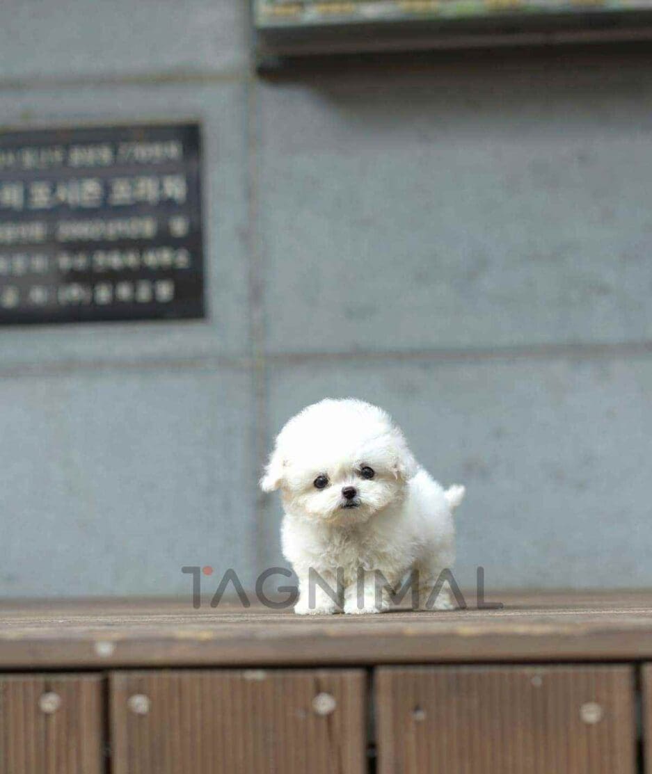 Bichon puppy for sale, dog for sale at Tagnimal