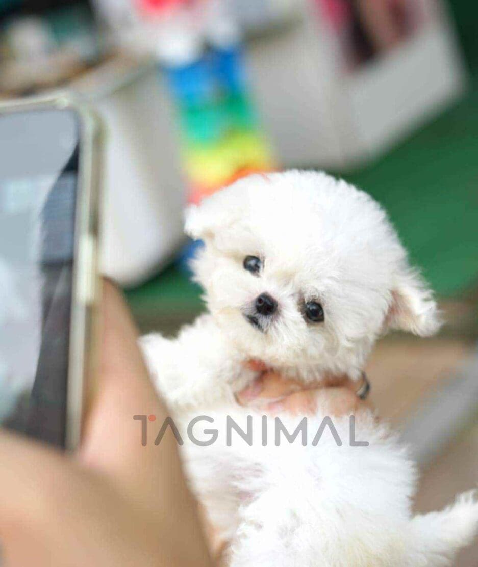 Bichon puppy for sale, dog for sale at Tagnimal