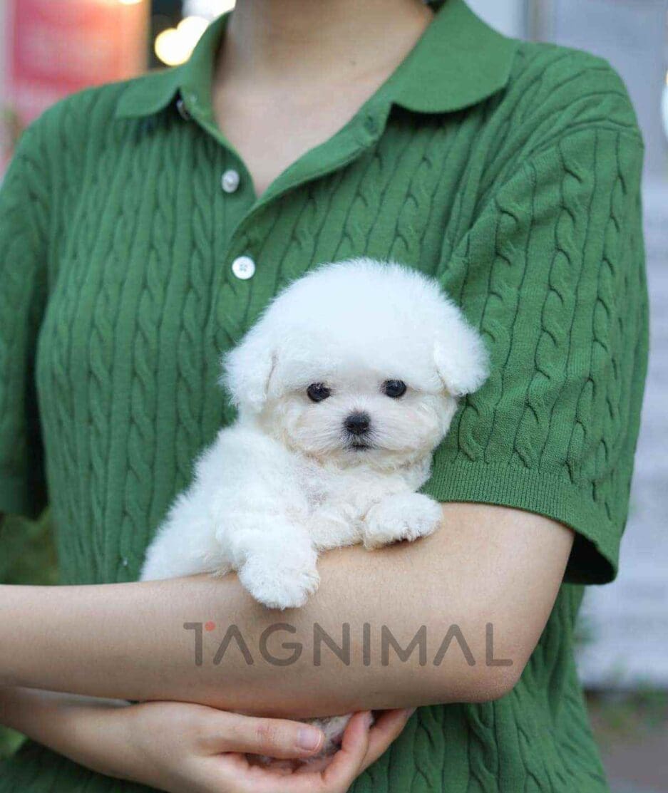 Bichon puppy for sale, dog for sale at Tagnimal