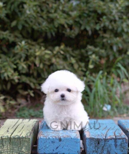 Bichon puppy for sale, dog for sale at Tagnimal