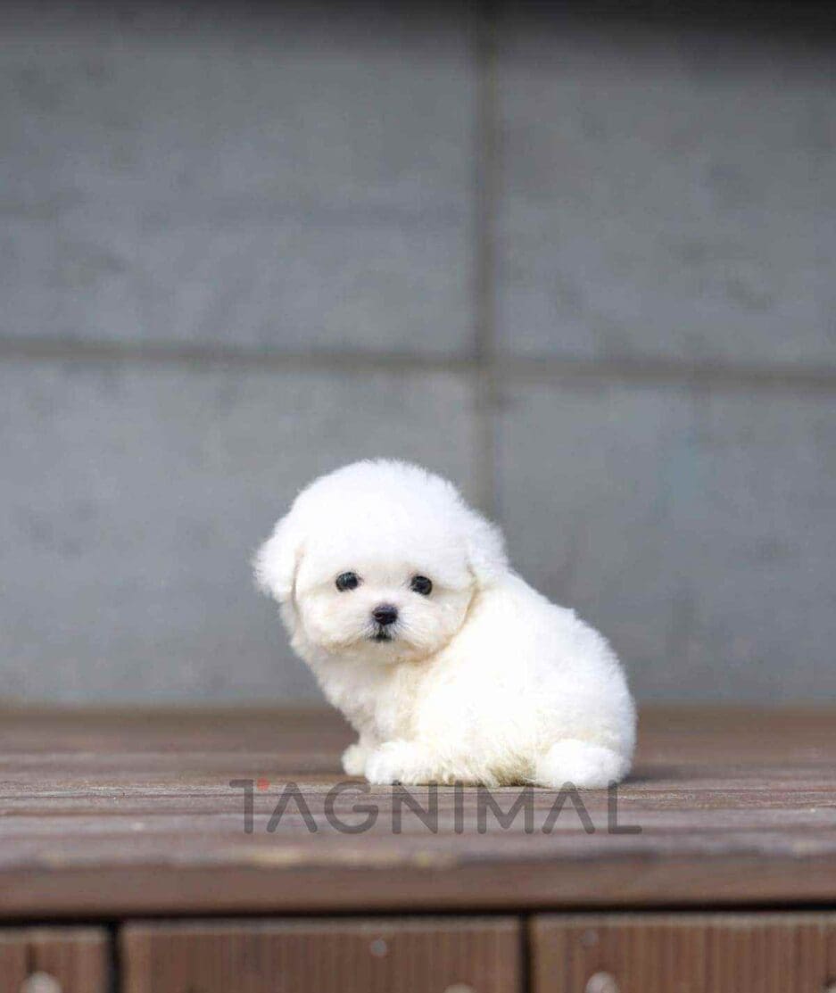 Bichon puppy for sale, dog for sale at Tagnimal