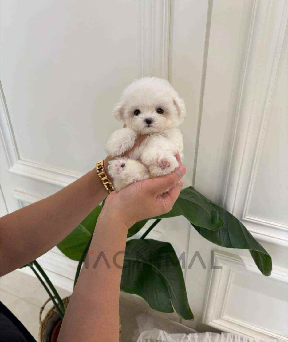 Bichon puppy for sale, dog for sale at Tagnimal