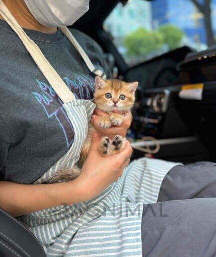 British Shorthair kitten for sale, cat for sale at Tagnimal