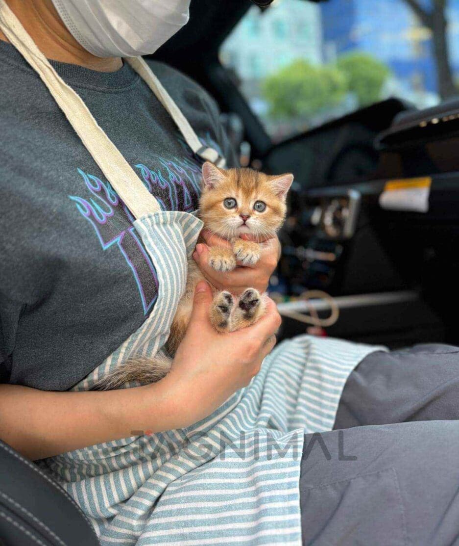 British Shorthair kitten for sale, cat for sale at Tagnimal