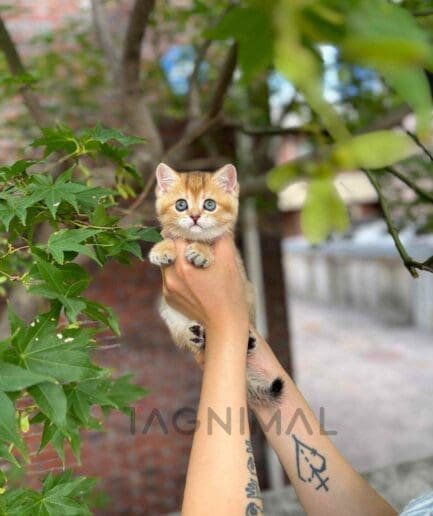 British Shorthair kitten for sale, cat for sale at Tagnimal