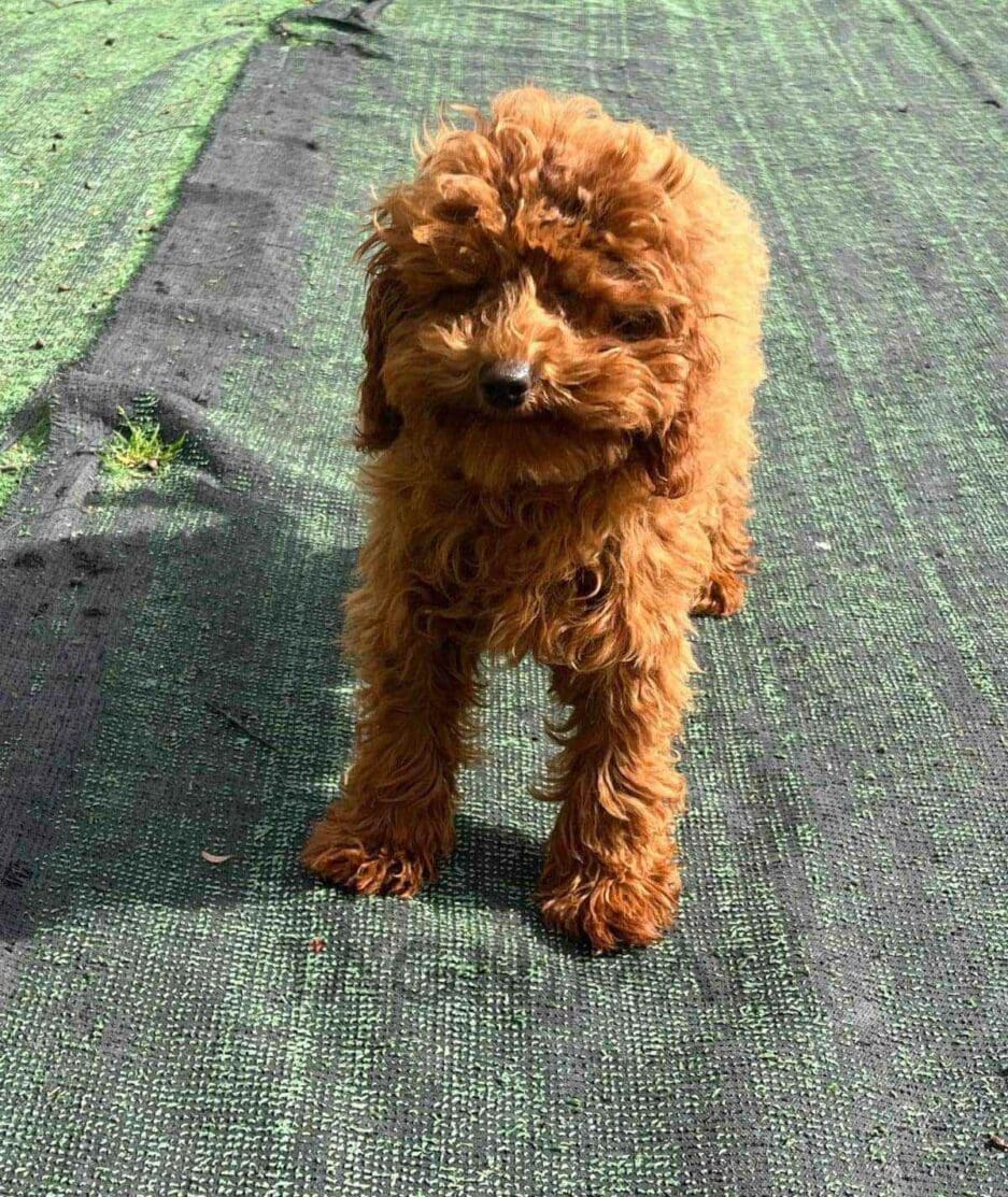 Cavapoo puppy for sale, dog for sale at Tagnimal