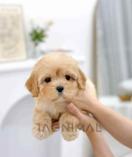 Cavapoo puppy for sale, dog for sale at Tagnimal