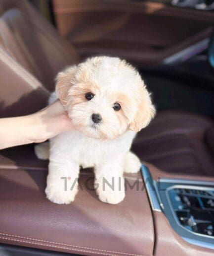 Cavapoo puppy for sale, dog for sale at Tagnimal