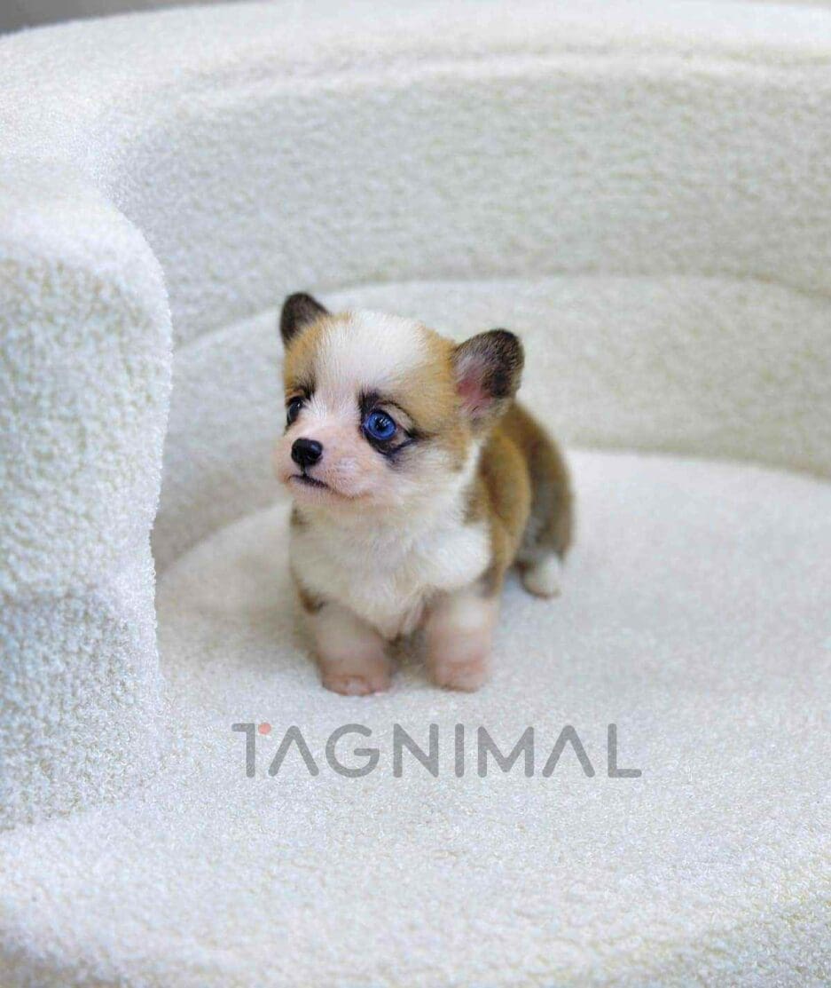 Corgi puppy for sale, dog for sale at Tagnimal