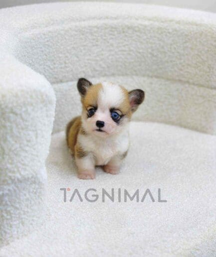 Corgi puppy for sale, dog for sale at Tagnimal