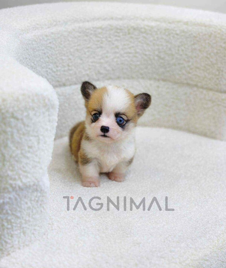 Corgi puppy for sale, dog for sale at Tagnimal